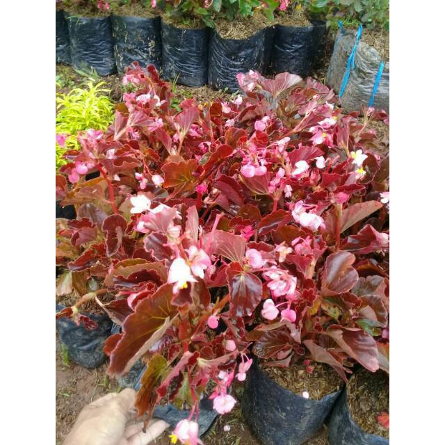 Detail Begonia Bunga Pink Nomer 18