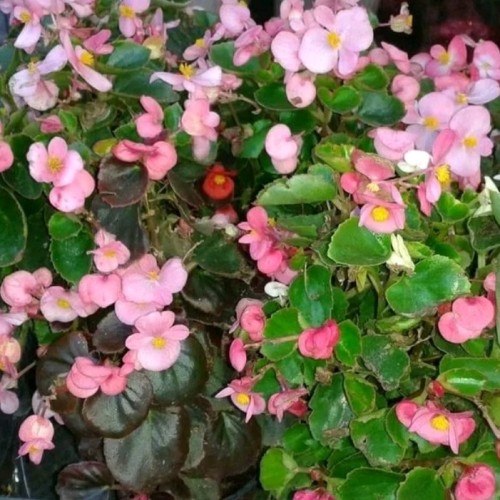 Detail Begonia Bunga Pink Nomer 19