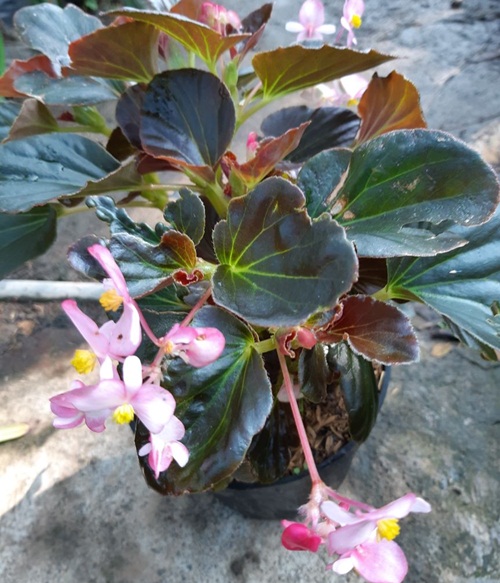 Detail Begonia Bunga Pink Nomer 3