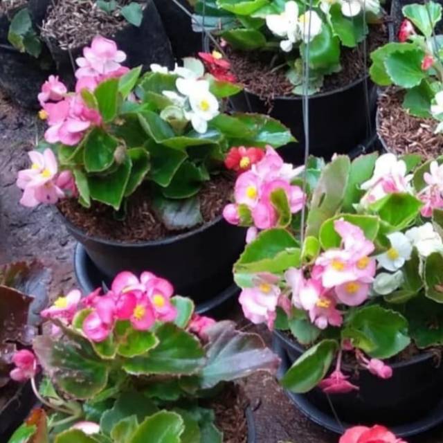 Detail Begonia Bunga Pink Nomer 22