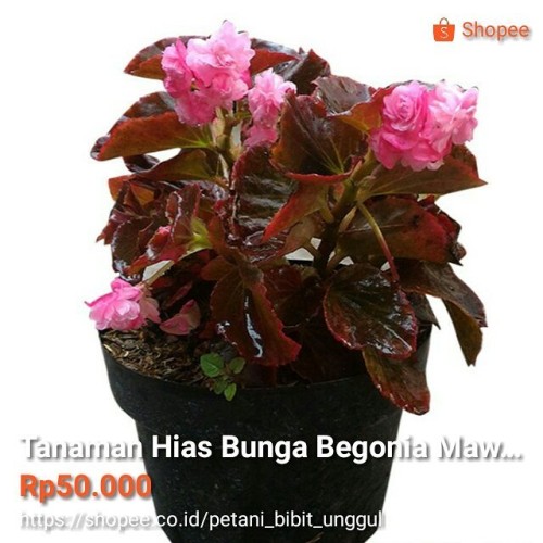 Detail Begonia Bunga Pink Nomer 23