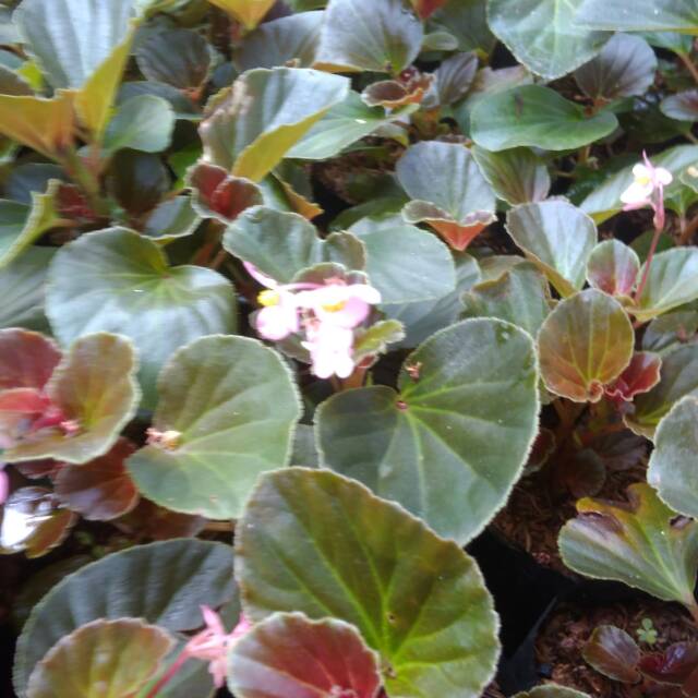 Detail Begonia Bunga Pink Nomer 27