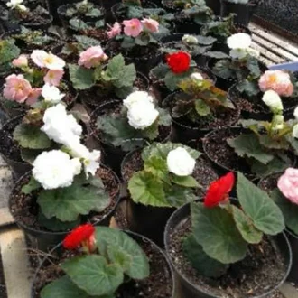 Detail Begonia Bunga Pink Nomer 38