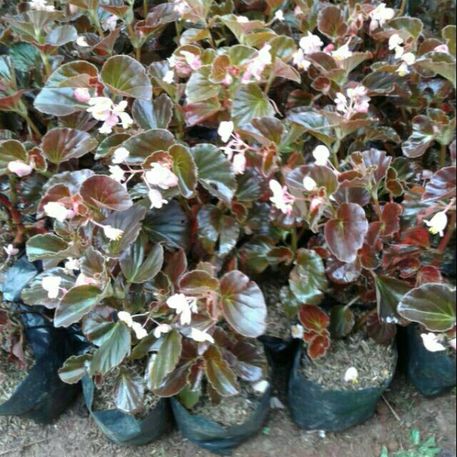 Detail Begonia Bunga Pink Nomer 41