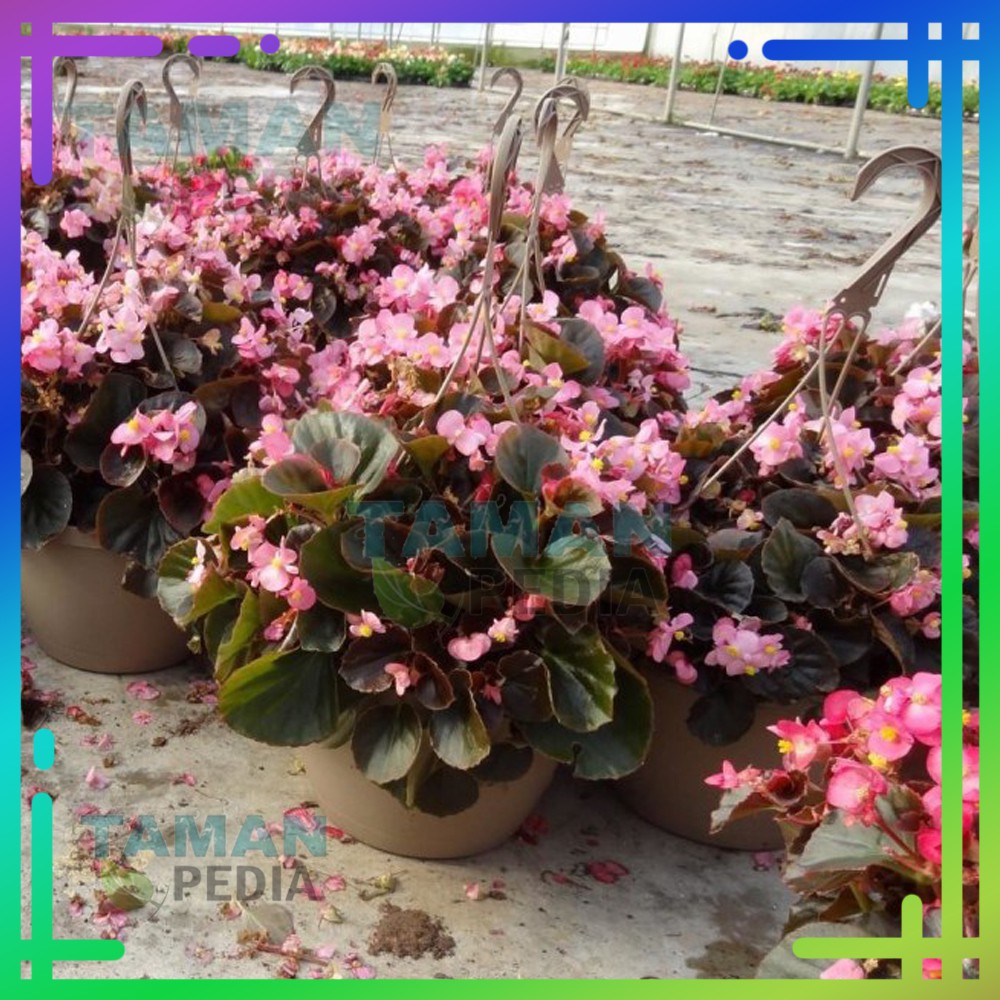 Detail Begonia Bunga Pink Nomer 48