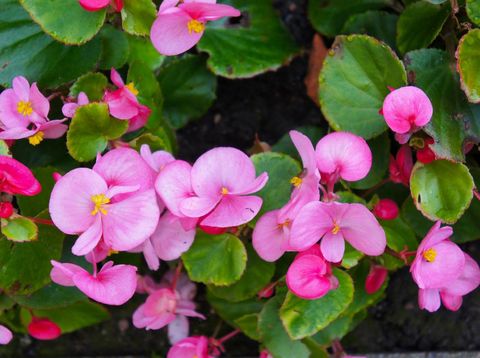 Detail Begonia Bunga Pink Nomer 49