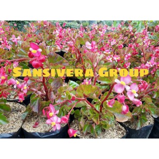 Detail Begonia Bunga Pink Nomer 55