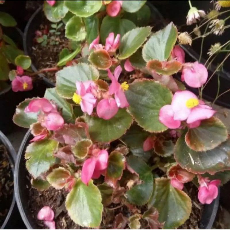 Detail Begonia Bunga Pink Nomer 8