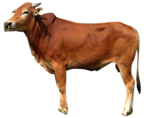 Detail Beground Gambar Sapi Nomer 34