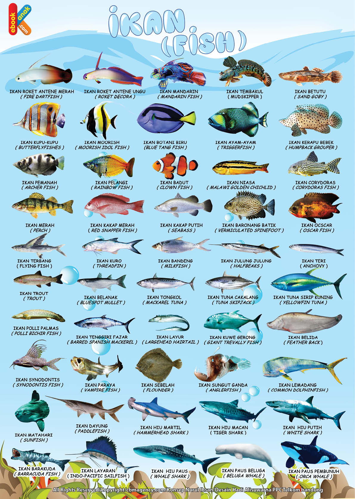 Detail Belajar Gambar Ikan Nomer 35