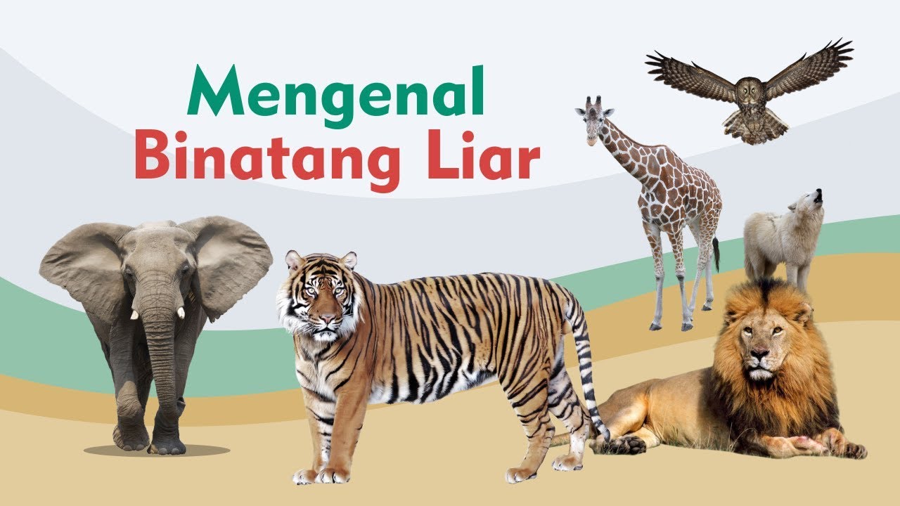 Detail Belajar Mengenal Gambar Binatang Nomer 26