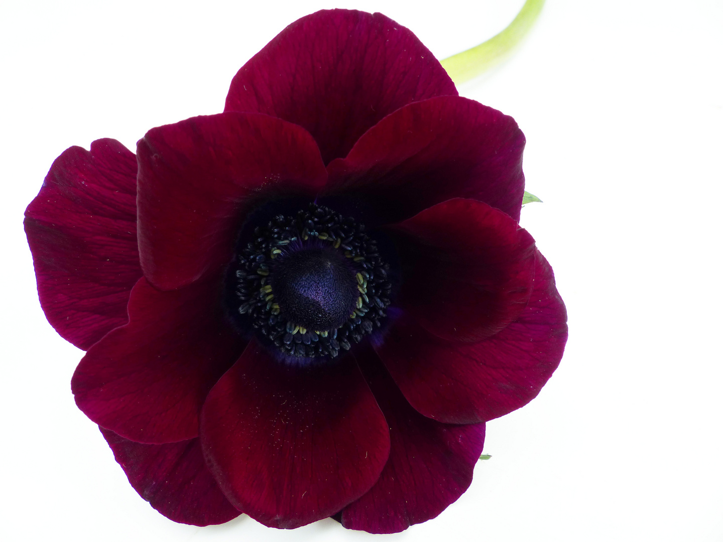 Detail Blume Anemone Bilder Nomer 2