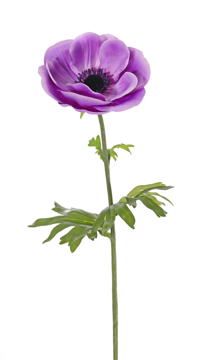 Detail Blume Anemone Bilder Nomer 3