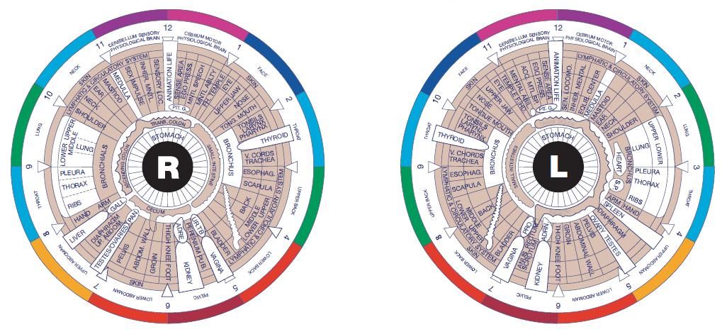 Eye Map Iridology - KibrisPDR