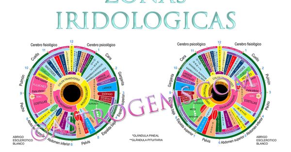 Detail Eye Map Iridology Nomer 6