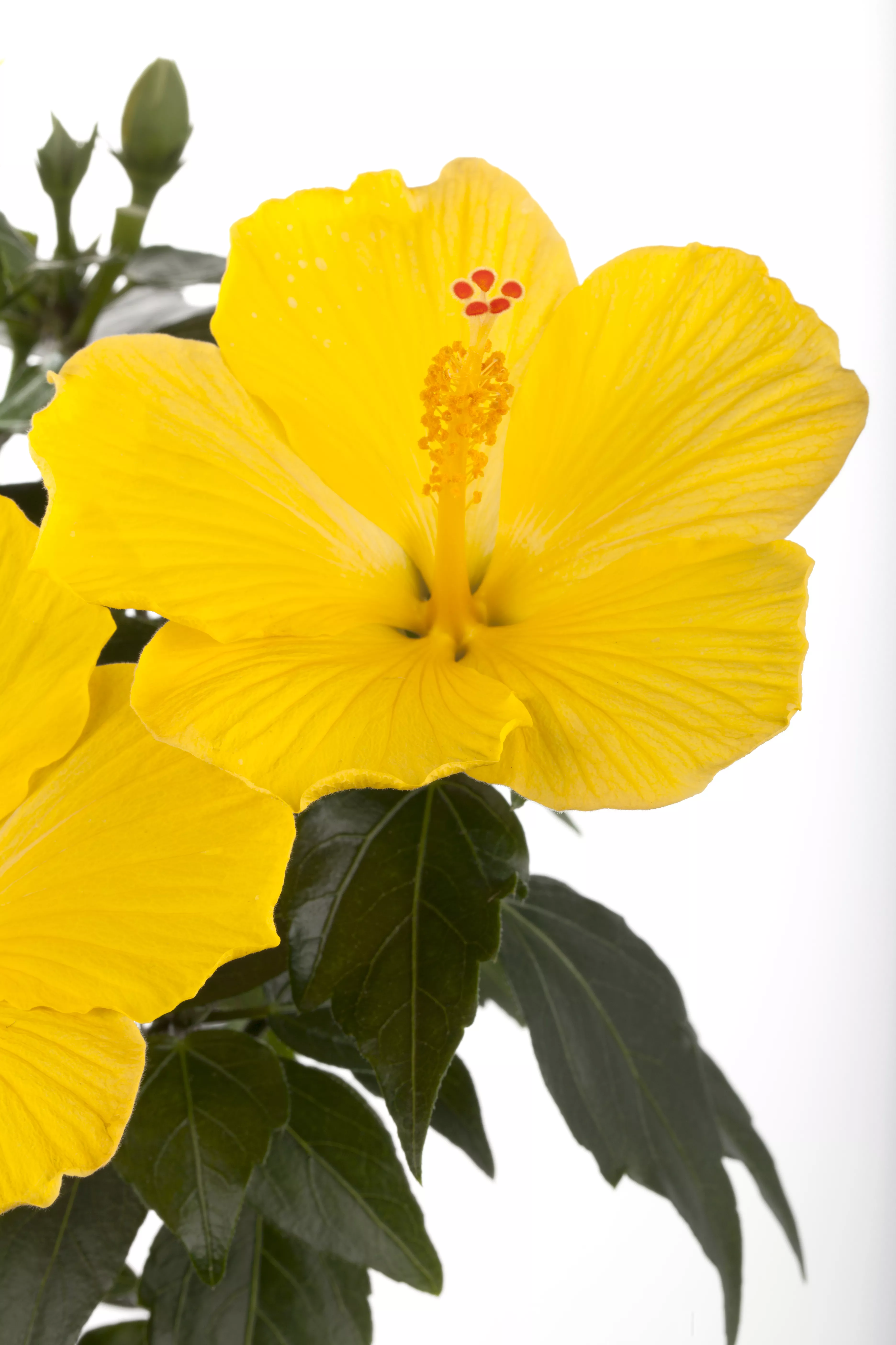 Detail Gelber Hibiskus Nomer 5