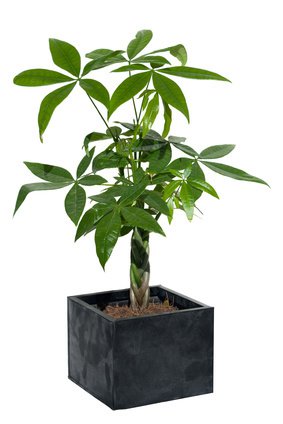 Download Mandelbaum Bonsai Nomer 13