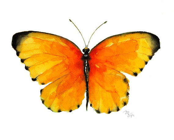 Detail Schmetterling Gelb Orange Nomer 3