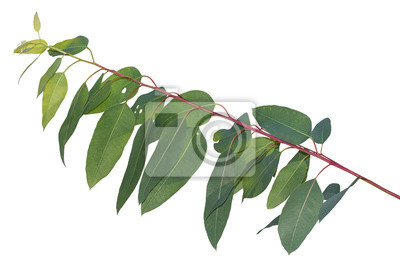 Detail Eukalyptus Hintergrund Nomer 20