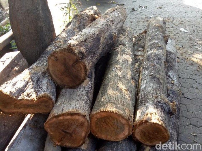 Detail Foto Kayu Jati Nomer 12