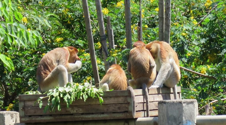 Detail Foto Kebun Binatang Nomer 29