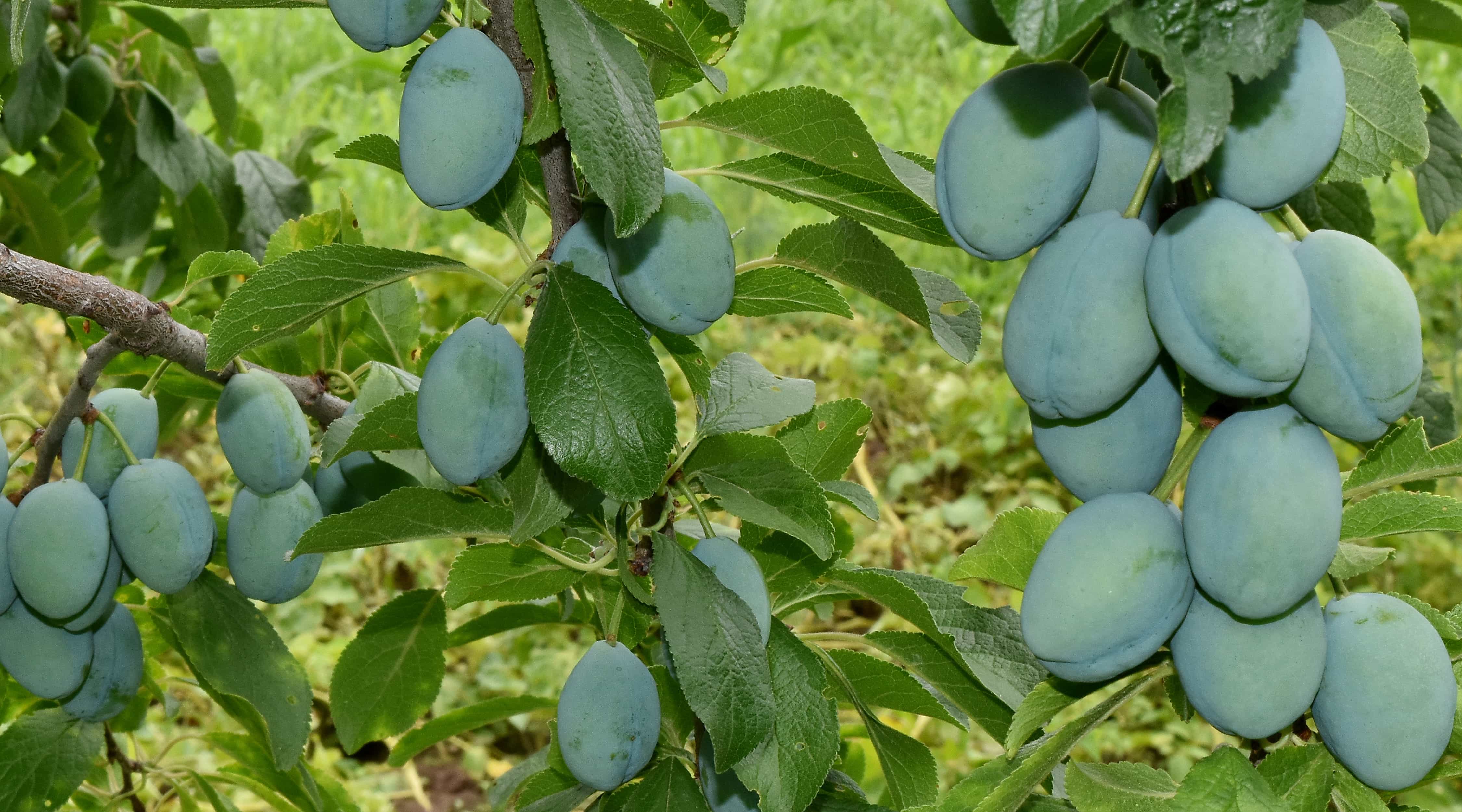 Detail Foto Kebun Buah Nomer 12