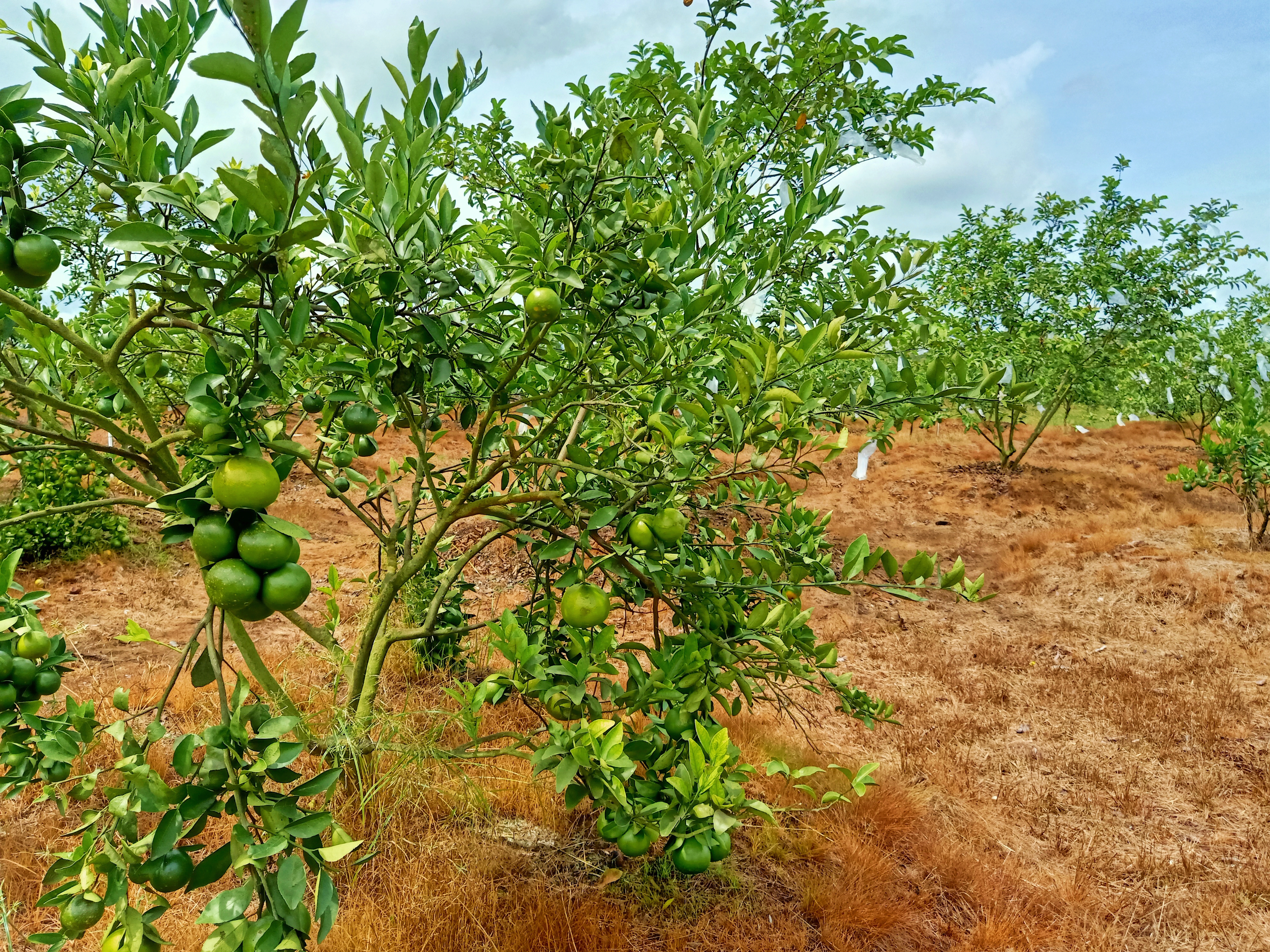 Detail Foto Kebun Buah Nomer 14