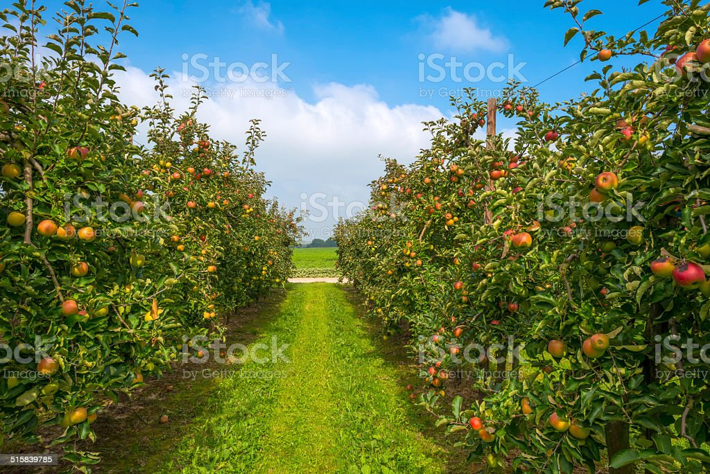 Detail Foto Kebun Buah Nomer 4