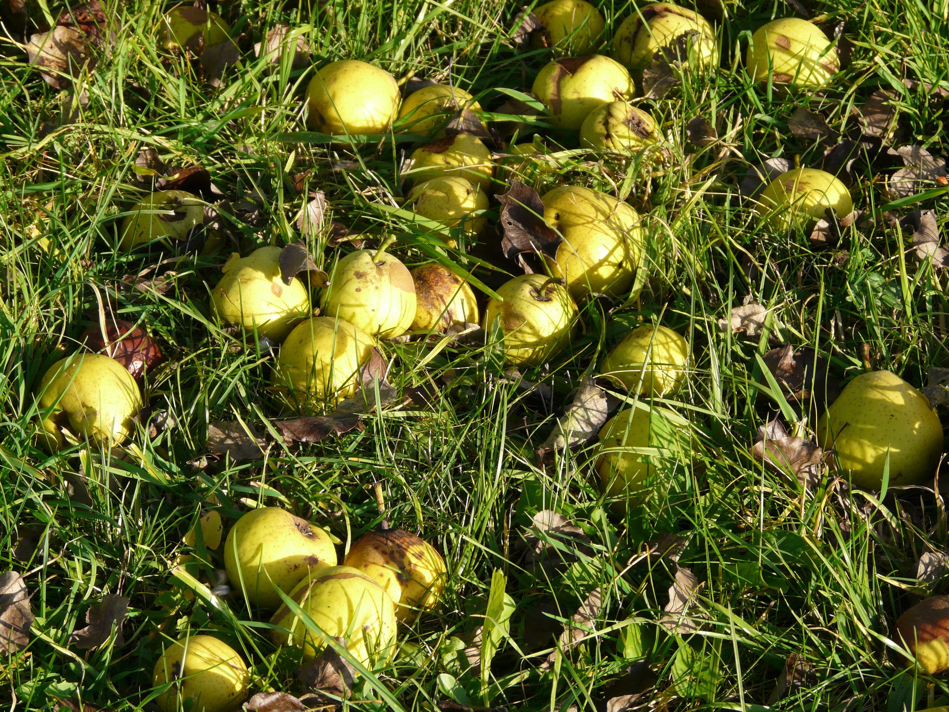 Detail Foto Kebun Buah Nomer 29