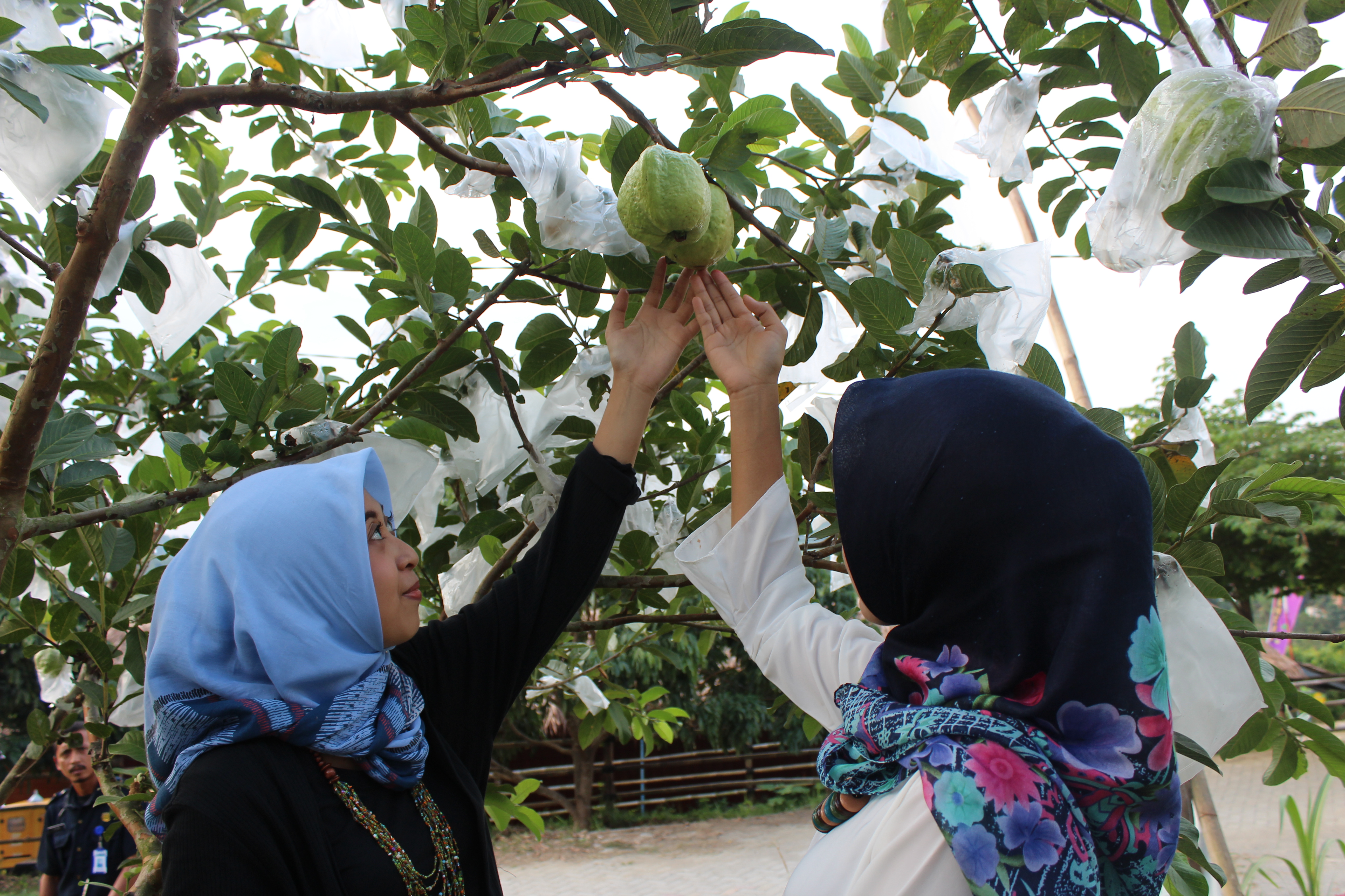 Detail Foto Kebun Buah Nomer 36