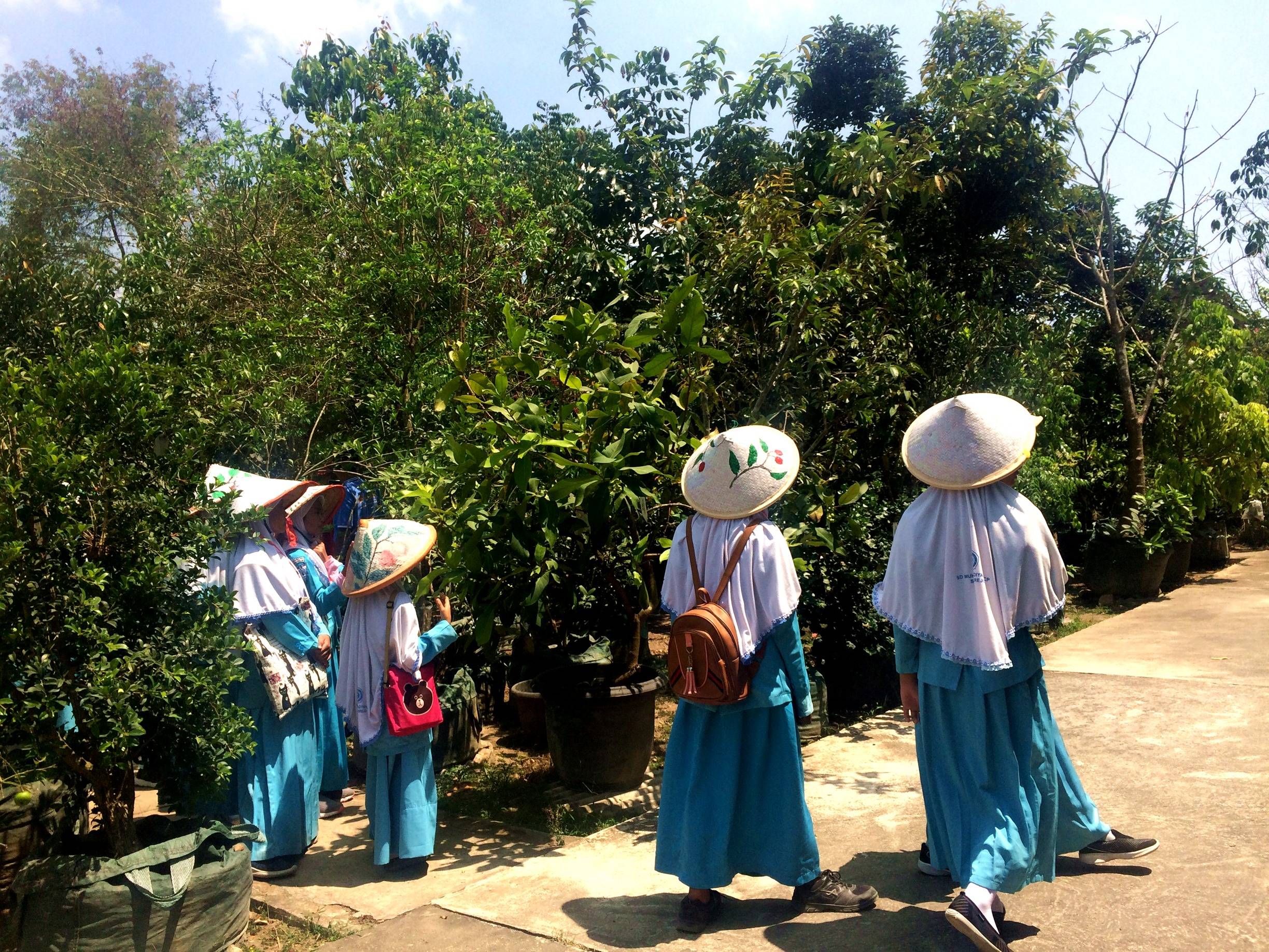 Detail Foto Kebun Buah Nomer 40