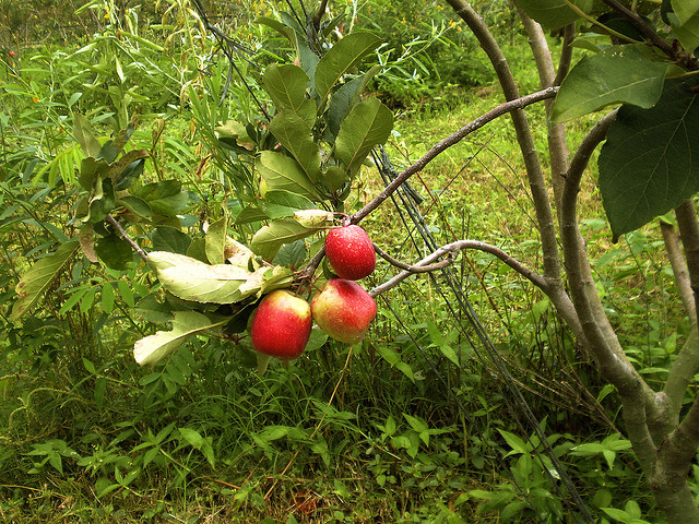 Detail Foto Kebun Buah Nomer 41