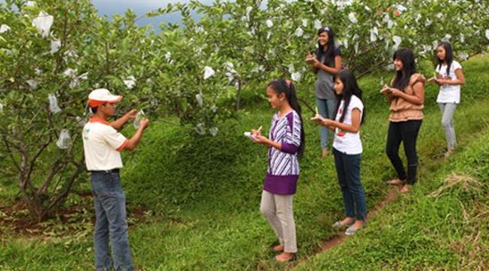 Detail Foto Kebun Buah Nomer 50