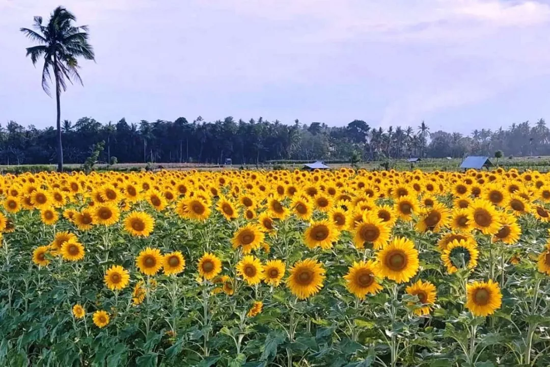 Detail Foto Kebun Bunga Nomer 11