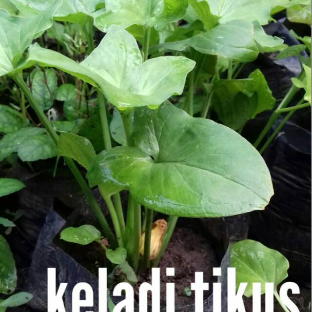 Detail Foto Keladi Tikus Nomer 29