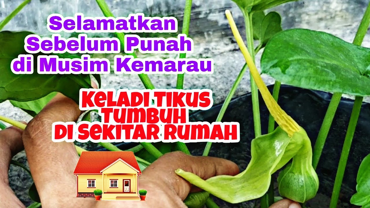 Detail Foto Keladi Tikus Nomer 35