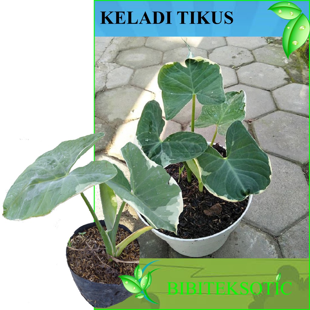 Detail Foto Keladi Tikus Nomer 44