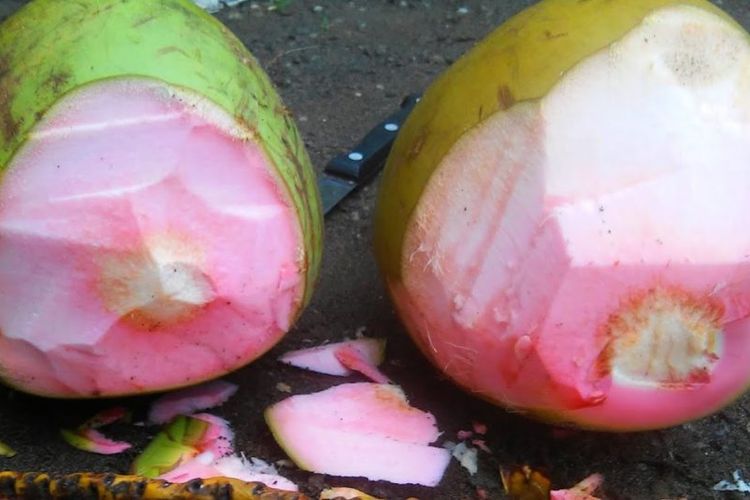 Detail Foto Kelapa Muda Hijau Nomer 33