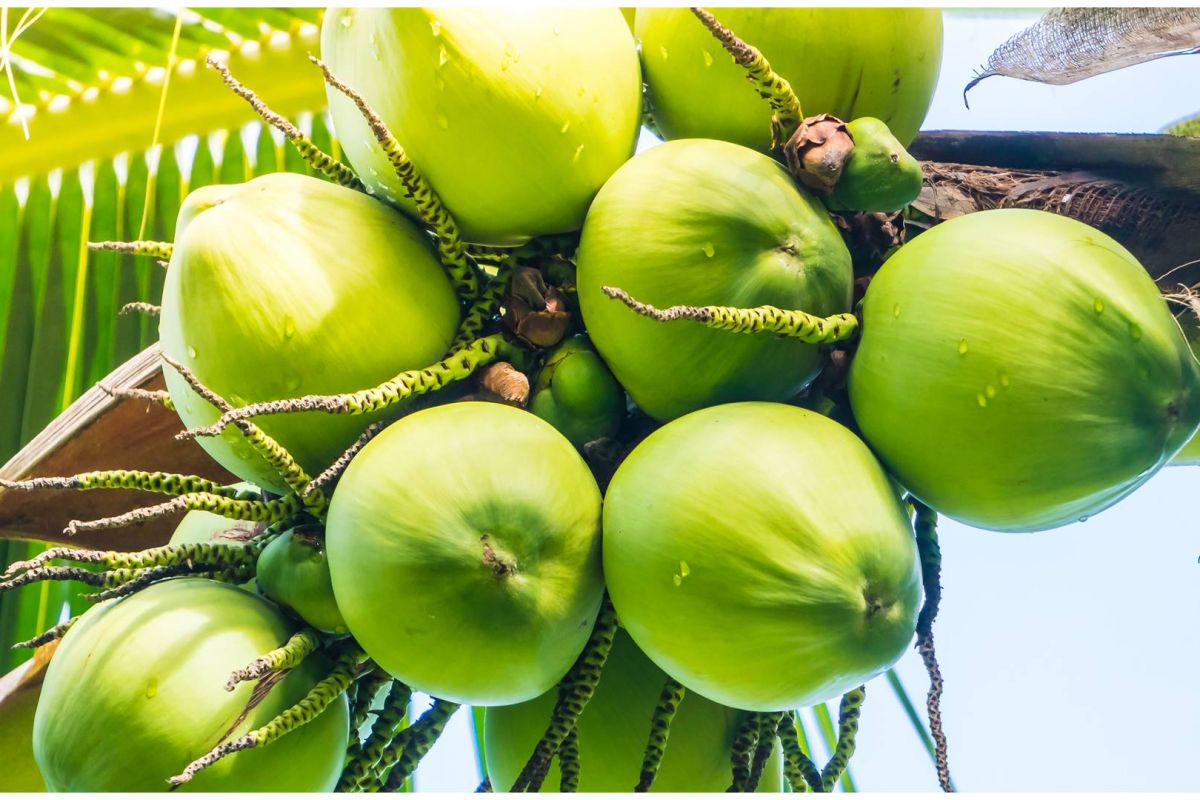 Detail Foto Kelapa Muda Hijau Nomer 5