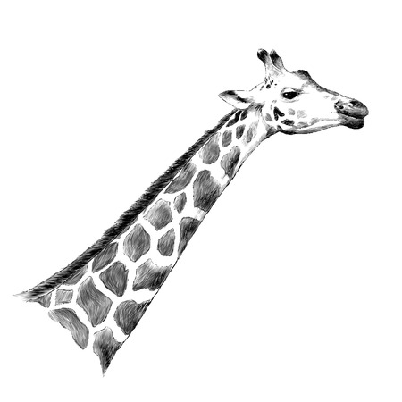 Giraffenkopf Malen - 27+ Koleksi Gambar