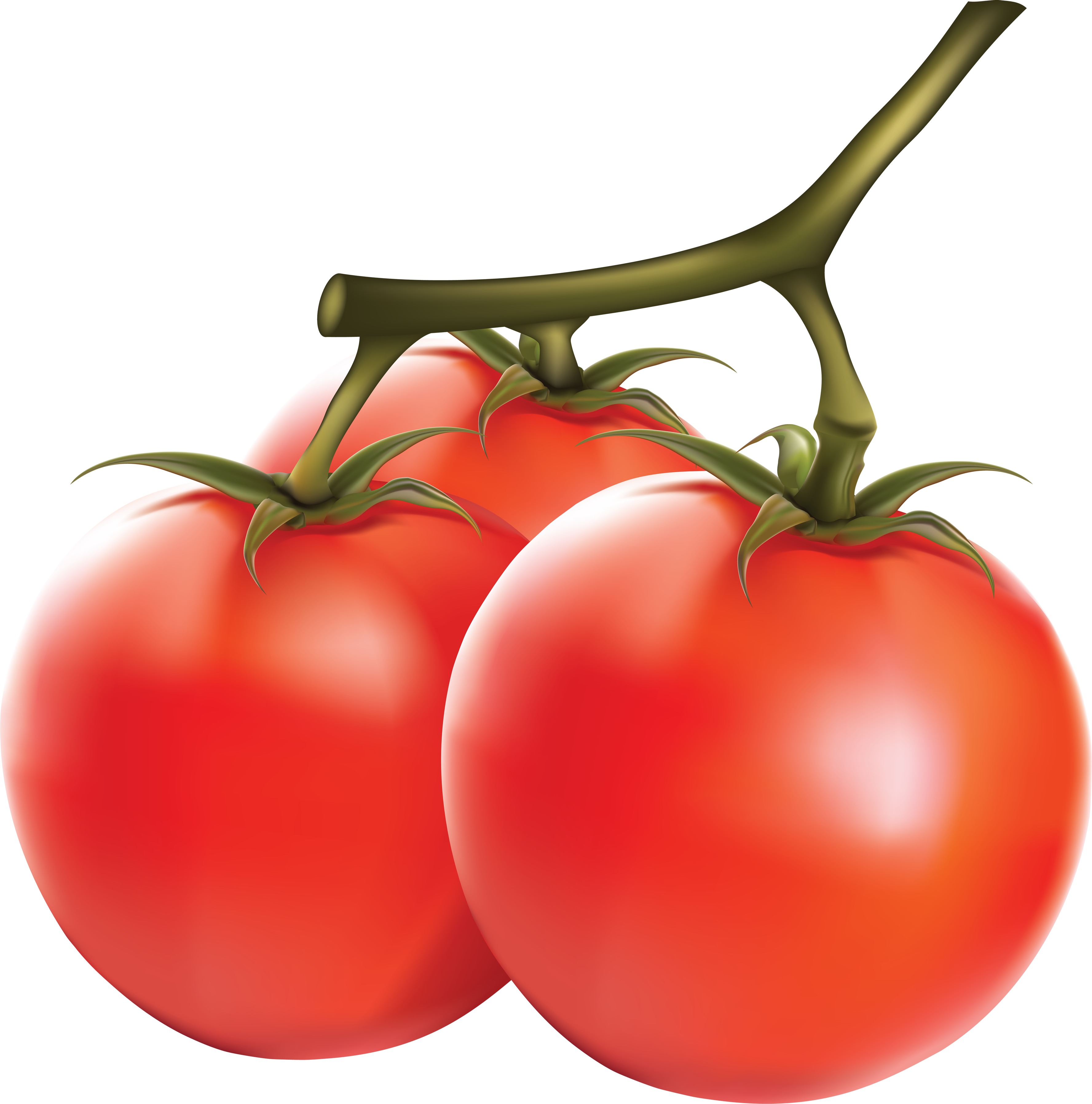 Detail Tomate Png Nomer 18