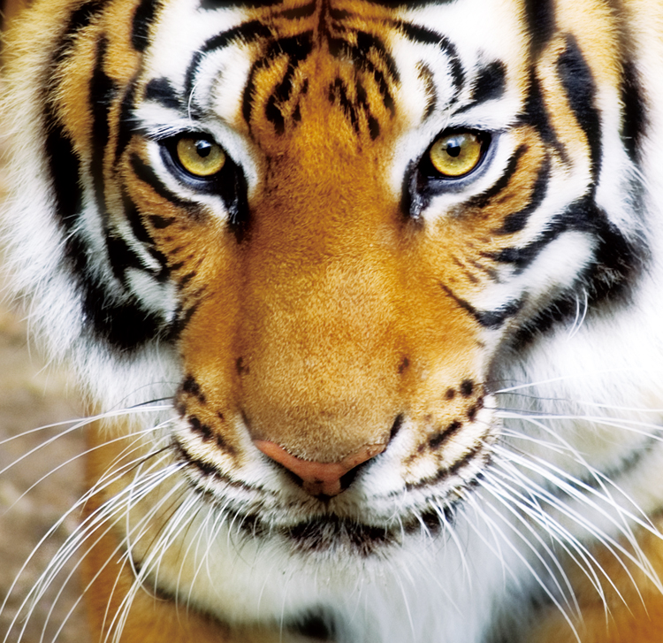 Detail Foto Kepala Harimau Nomer 15