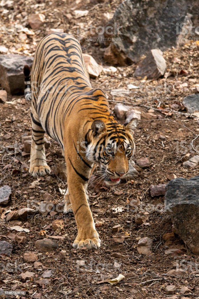 Detail Foto Kepala Harimau Nomer 49