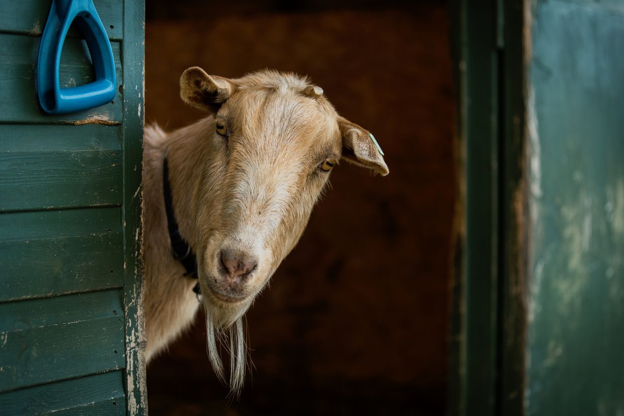 Detail Foto Kepala Kambing Nomer 11