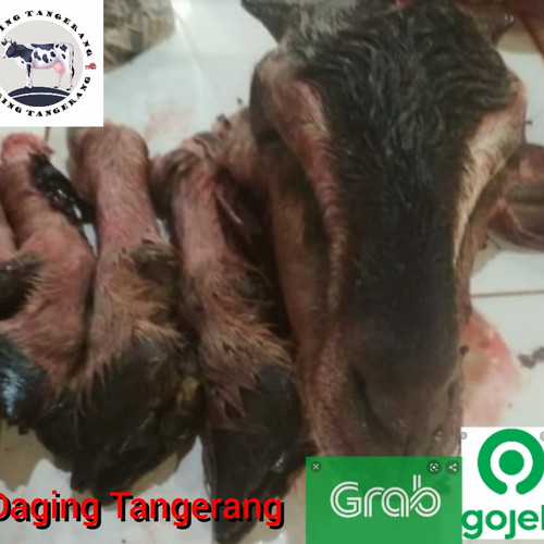 Detail Foto Kepala Kambing Nomer 23