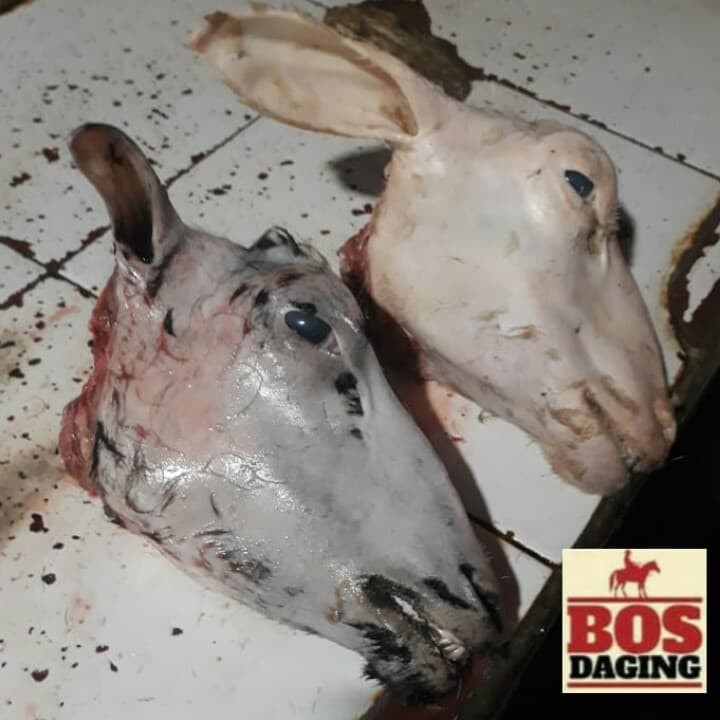 Detail Foto Kepala Kambing Nomer 4