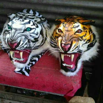 Detail Foto Kepala Macan Nomer 16