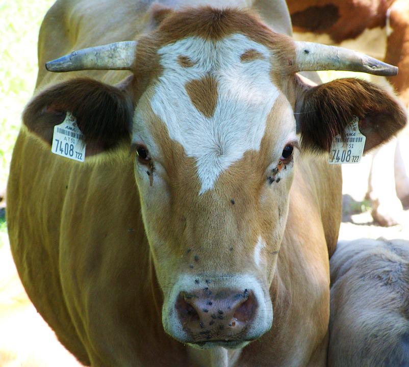 Detail Foto Kepala Sapi Nomer 3