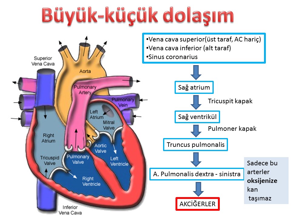 Detail Solunum Sistemi Posteri Nomer 4