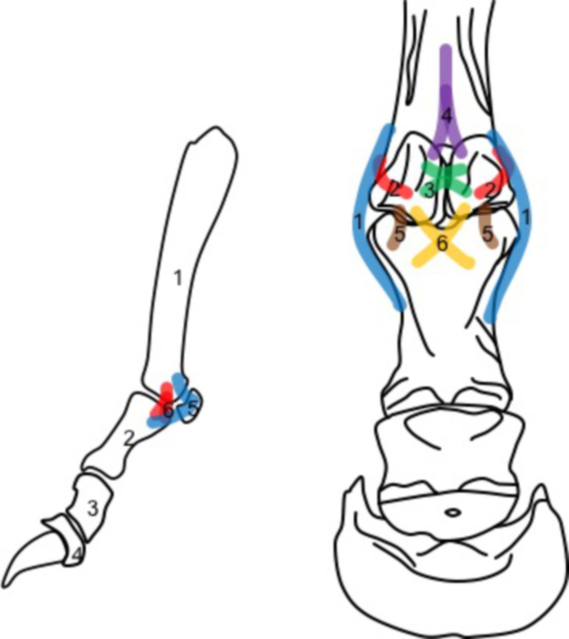 Zehen Hund Anatomie - KibrisPDR